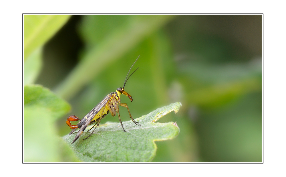 Fliegende Skorpione?