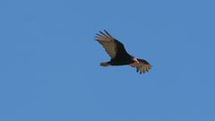 Fliegende Spürnase - der Truthahngeier