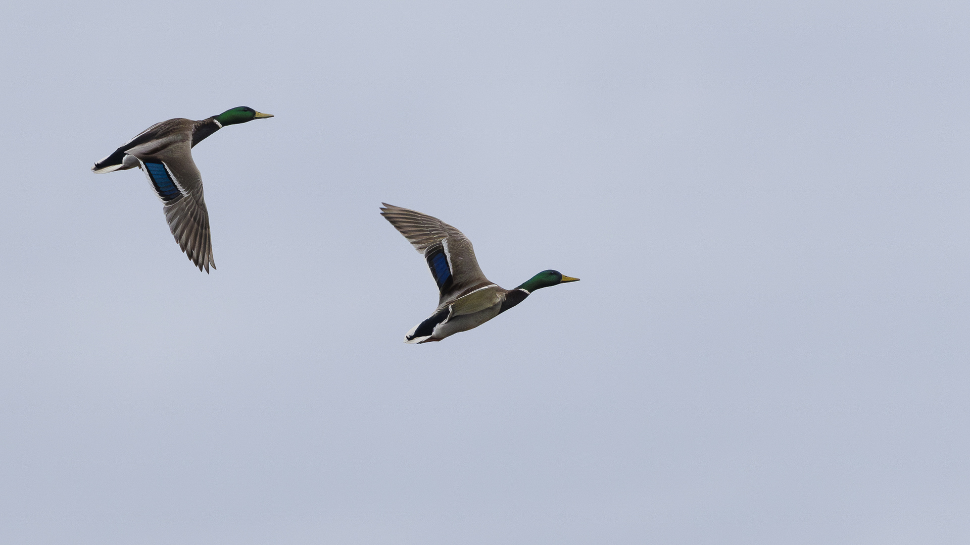 Fliegende Stockenten