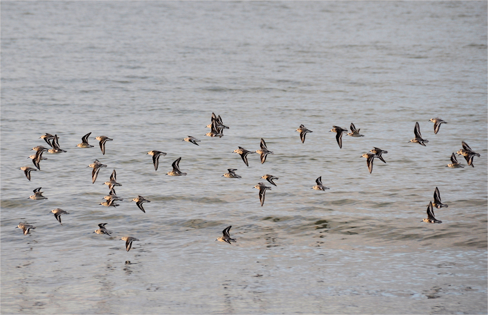 fliegende Strandläufer...