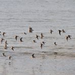 fliegende Strandläufer...