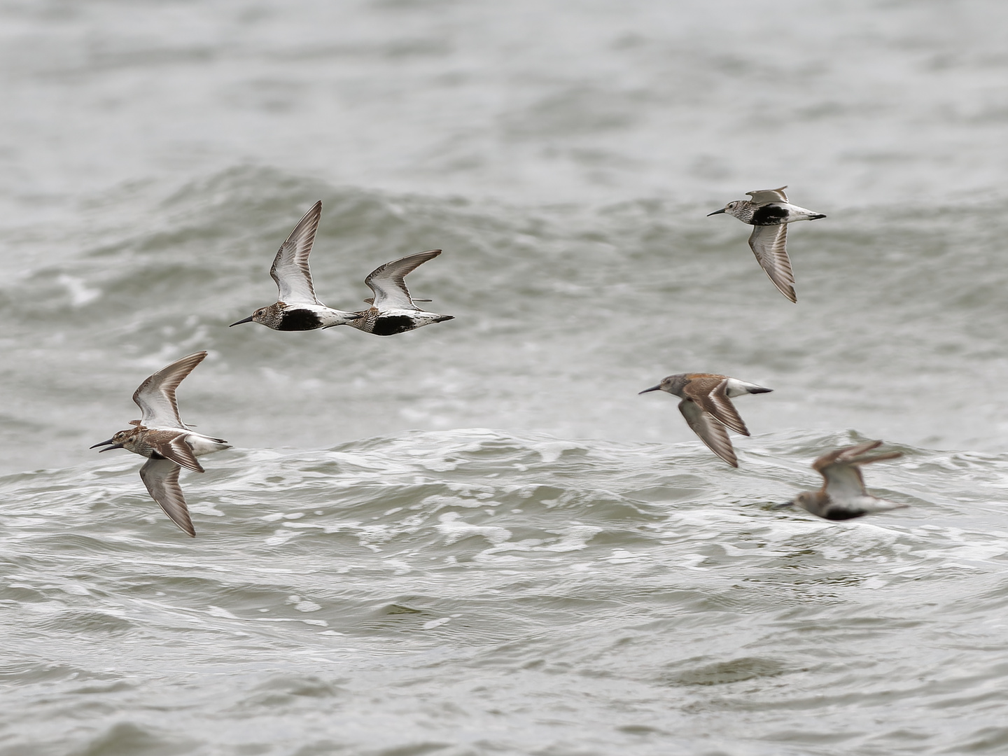 Fliegende Strandläufer 