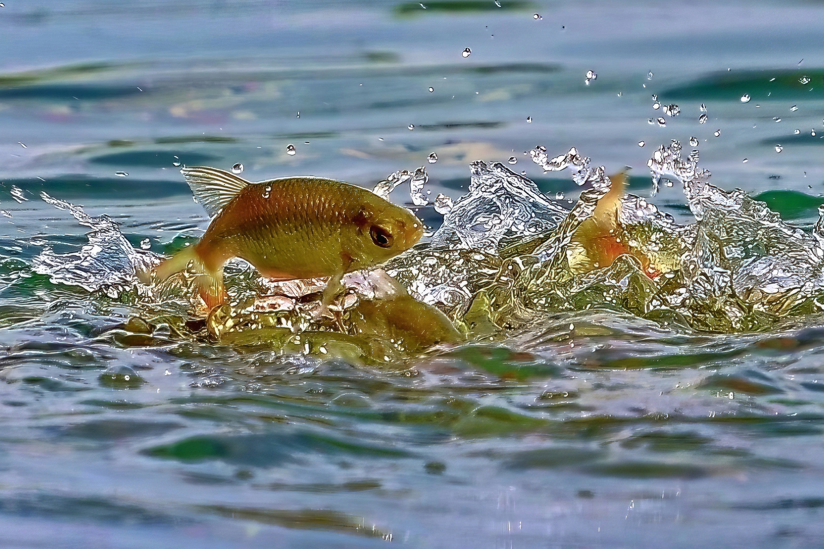 Fliegende süßwasser fisch