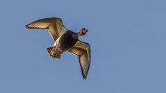 Fliegende Tafelente (+ Tier Info)