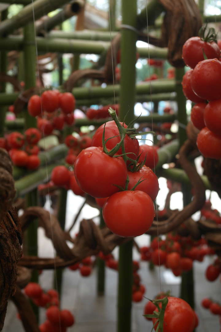 Fliegende Tomaten