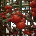 Fliegende Tomaten