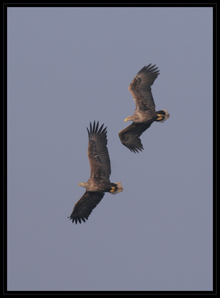 fliegende Türen