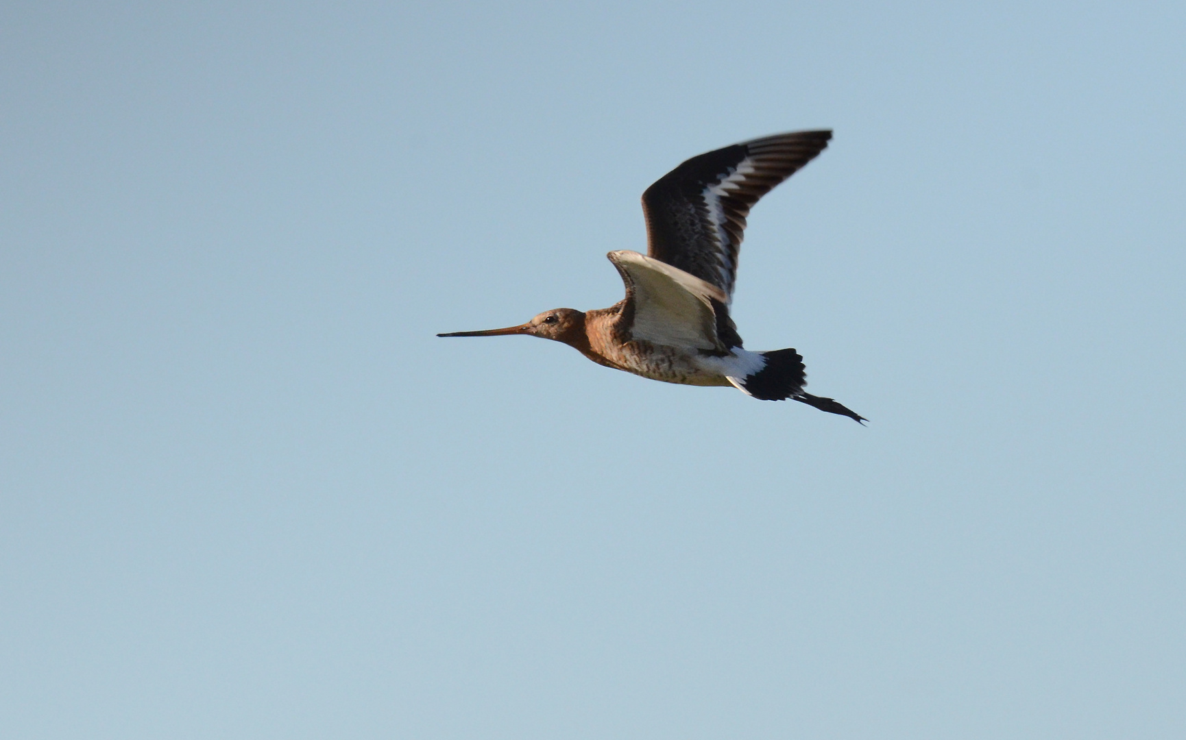 Fliegende Uferschnepfe