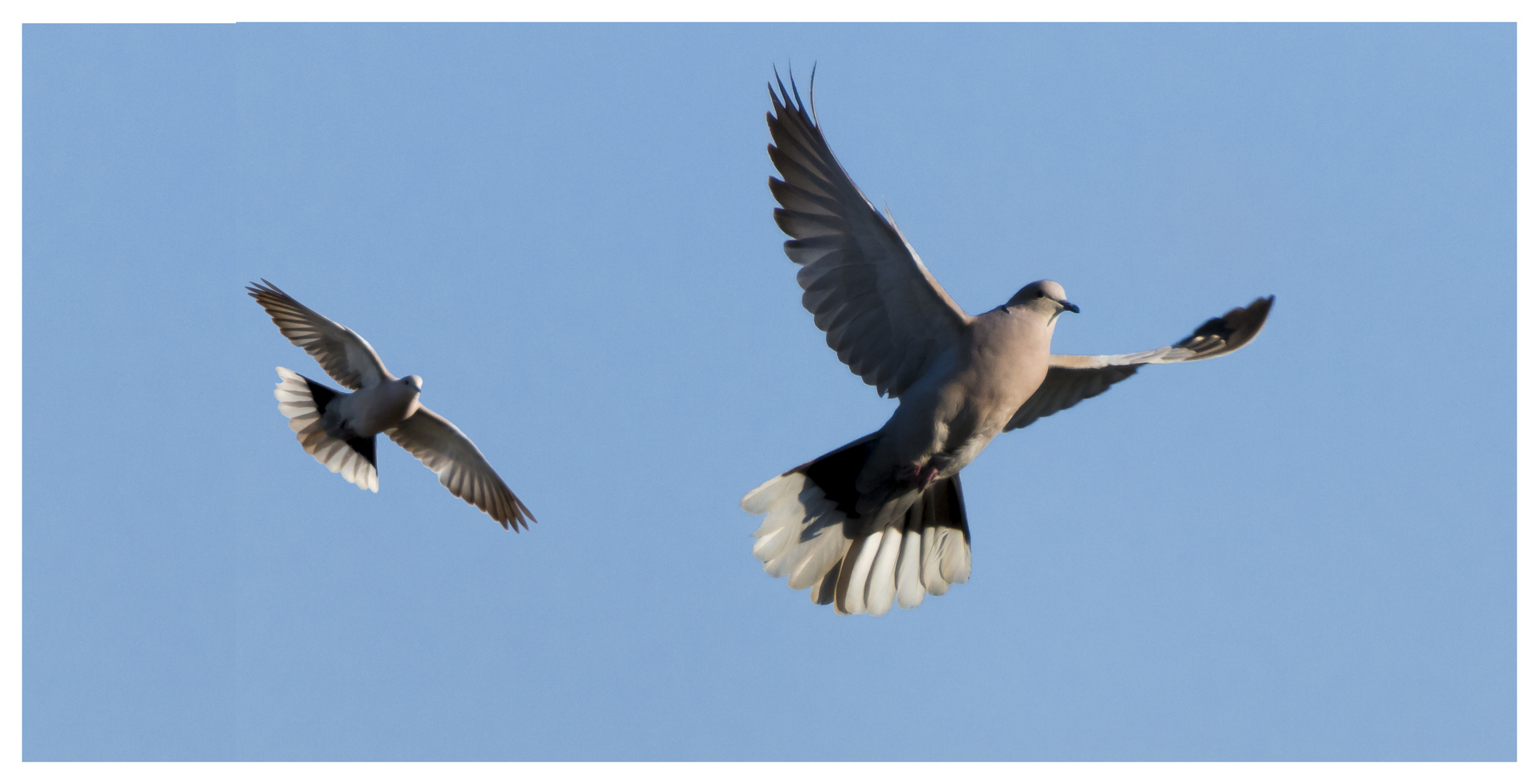 Fliegende Vögel