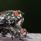 fliegende Vögel,-.....oder doch andersrum ???