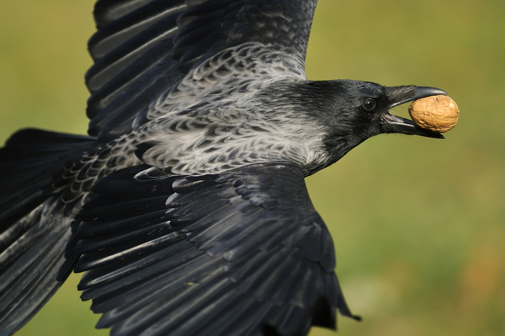 Fliegende Walnuss mit Krähe (Nahaufnahme)