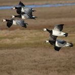 Fliegende Weißwangen- oder Nonnengänse