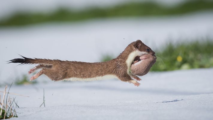 Fliegende Wieselmutter