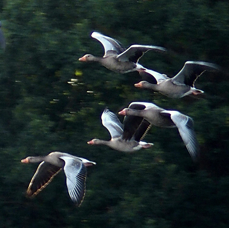 Fliegende Wildgänse