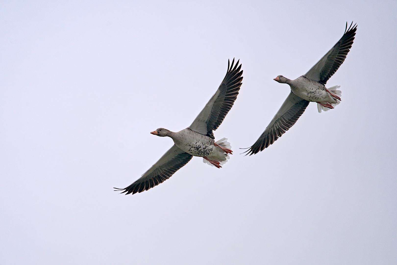 Fliegende Wildgänse