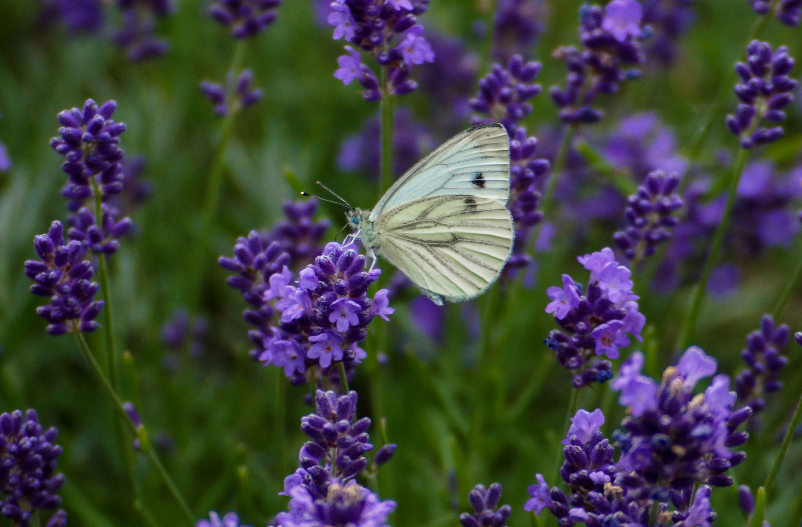 fliegende Wunder ?