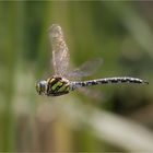 FliegendeLibelleAmGartenteich Nr. n+1 :-)