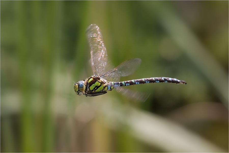 FliegendeLibelleAmGartenteich Nr. n+1 :-)