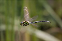 FliegendeLibelleAmGartenteich Nr. n+1 :-)