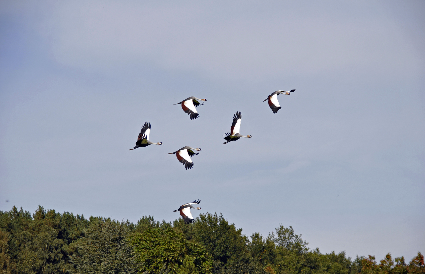 Fliegenden Kronenkraniche