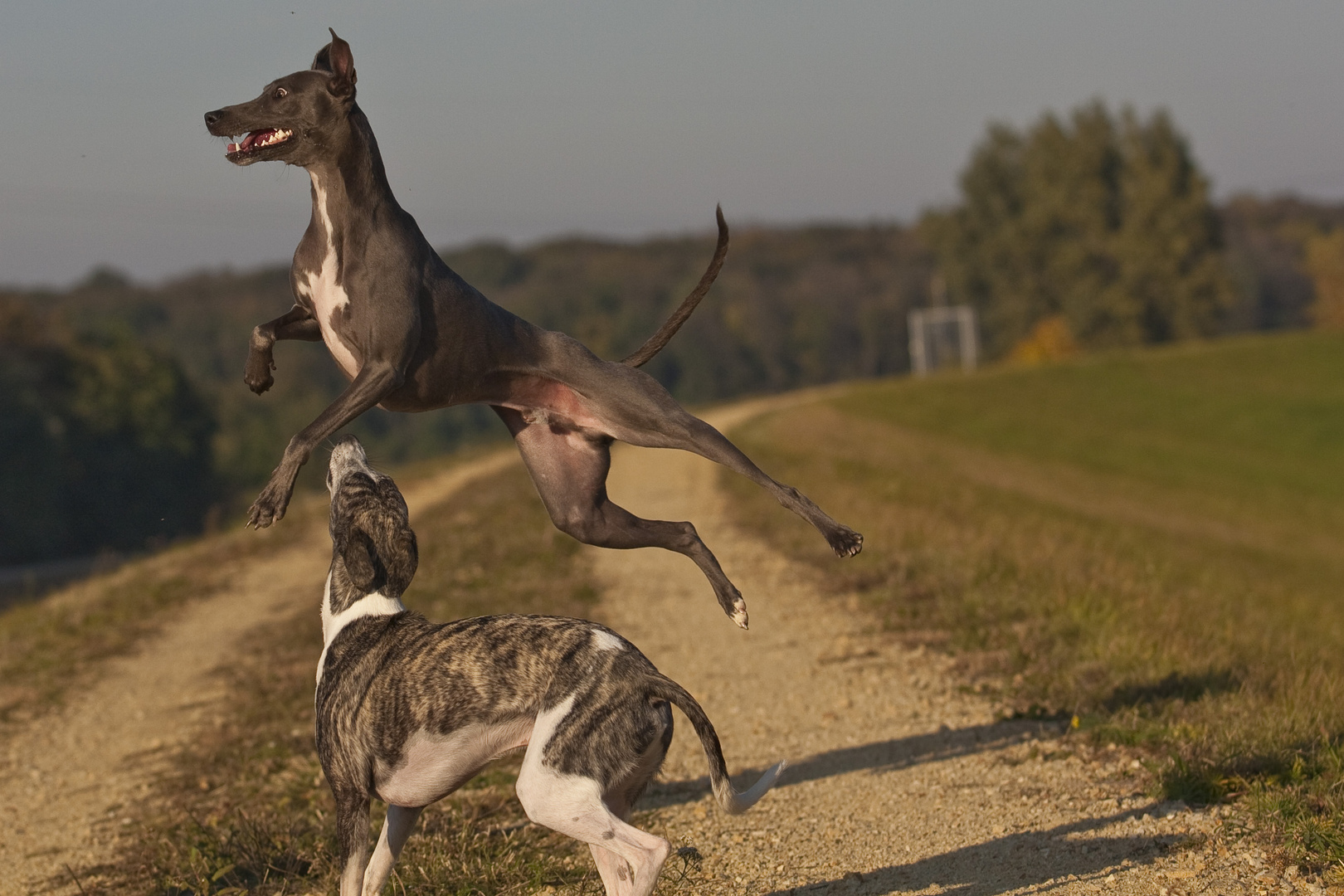 ...fliegenden whippets