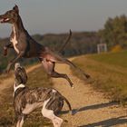 ...fliegenden whippets