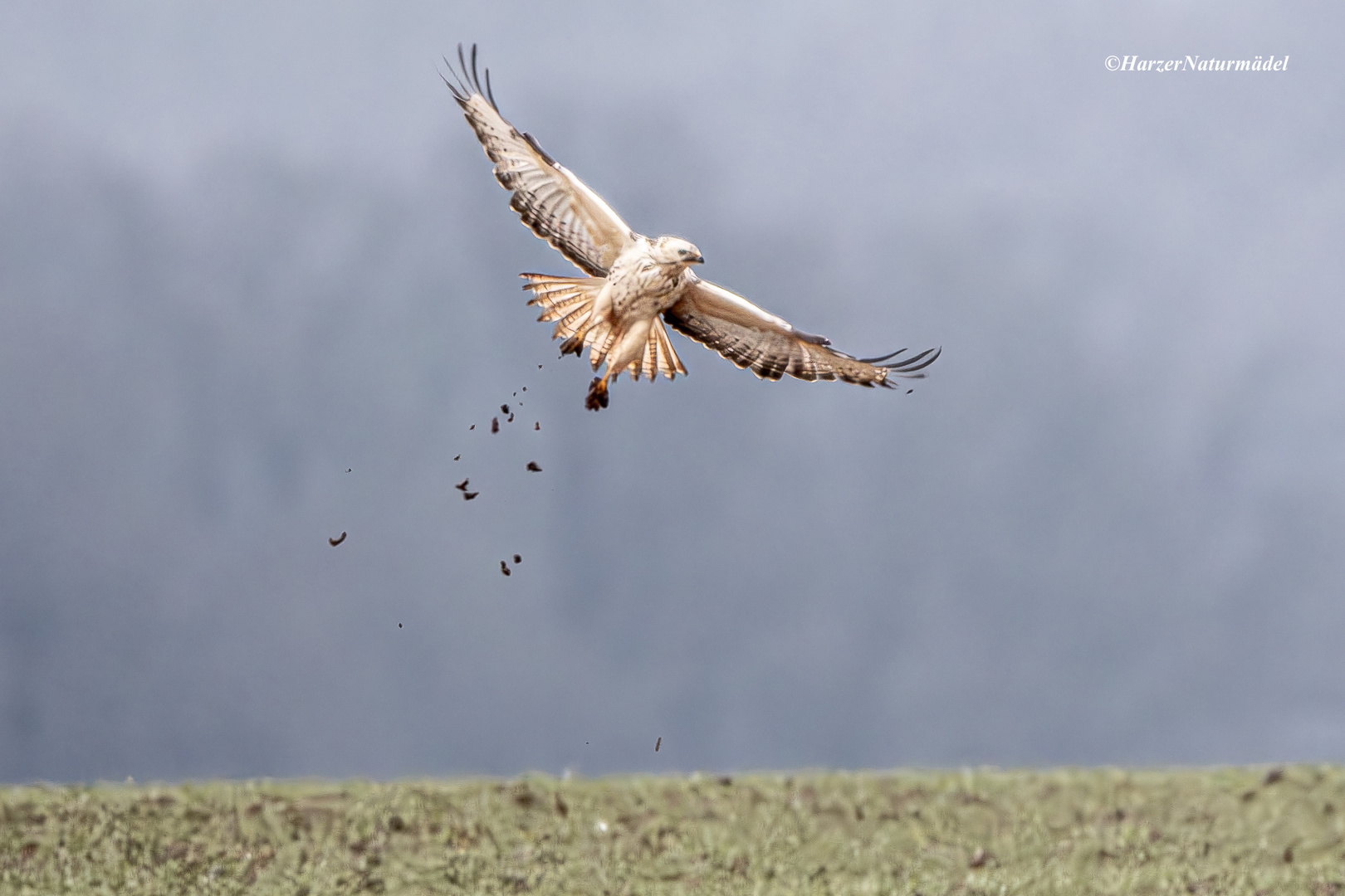 Fliegender Adler