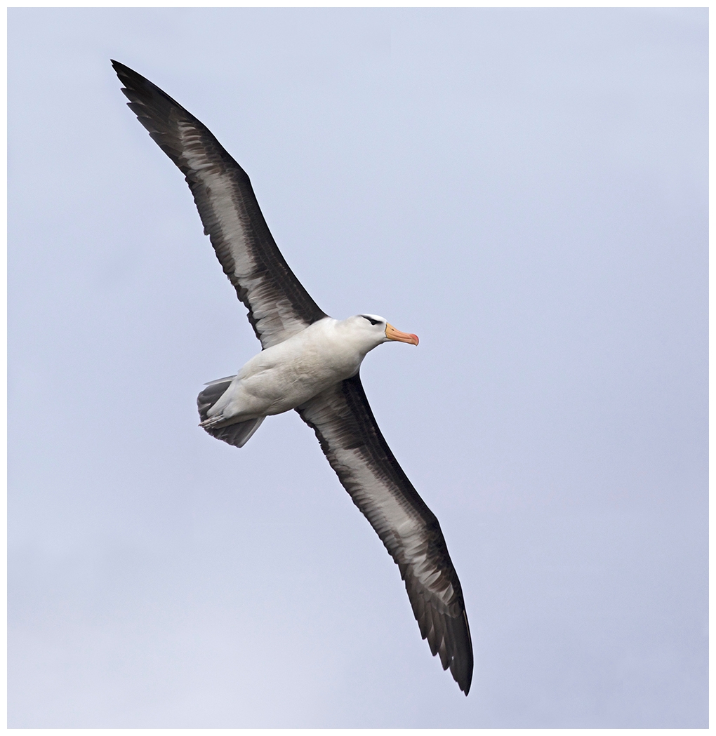 Fliegender Albatros. Foto & Bild | fliegen, flug, insel Bilder auf ...