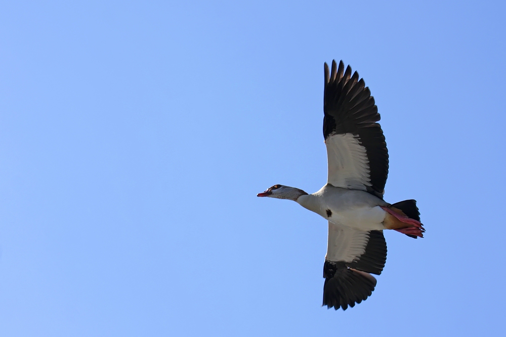 Fliegender Asylant?