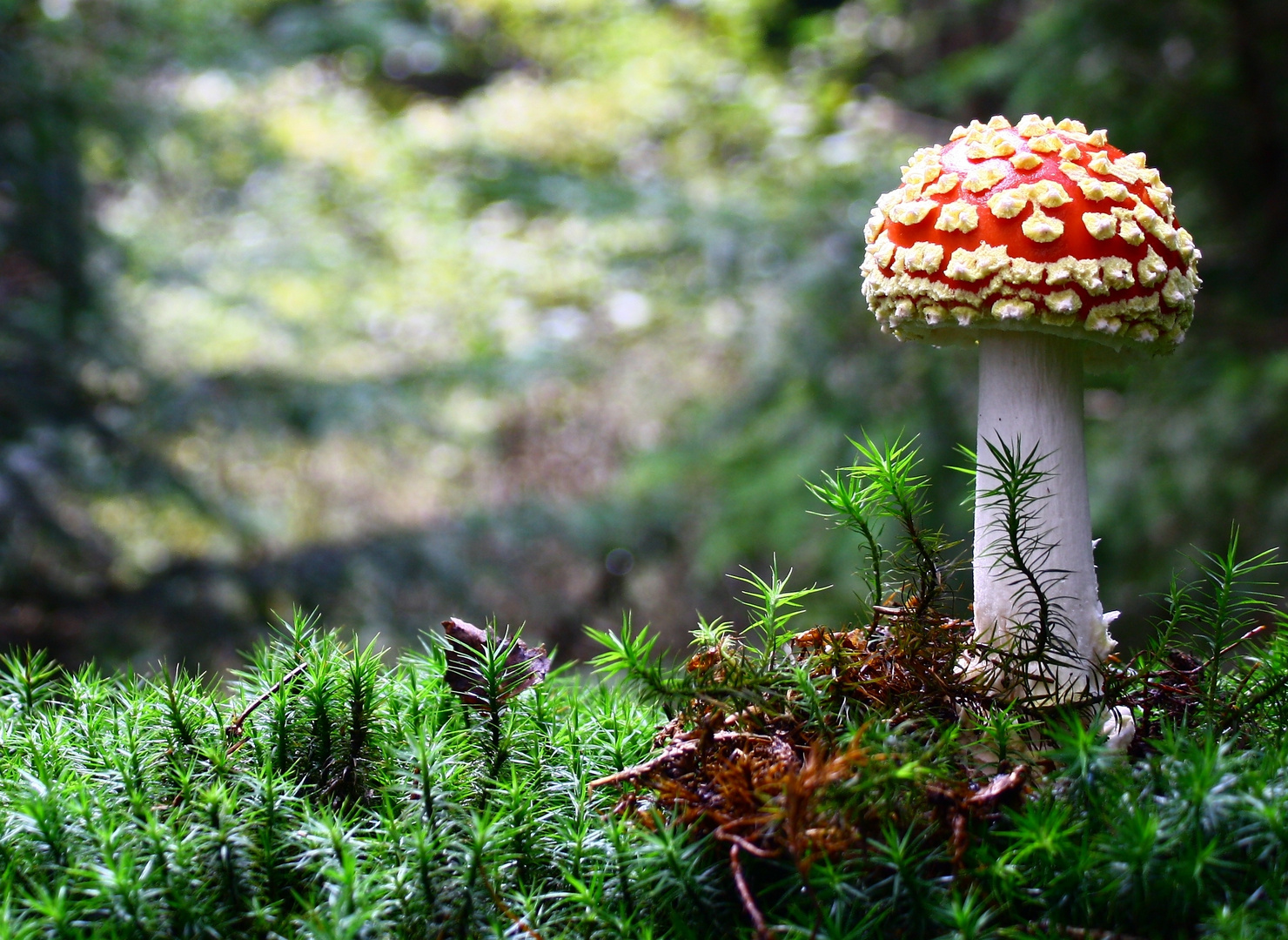 Fliegender Augenpilz