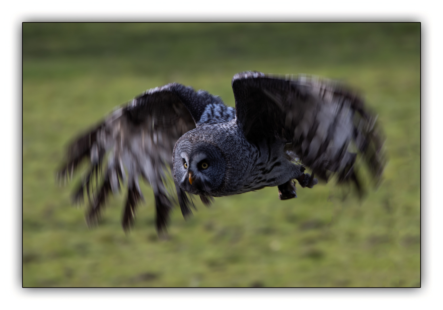 Fliegender Bartkauz 