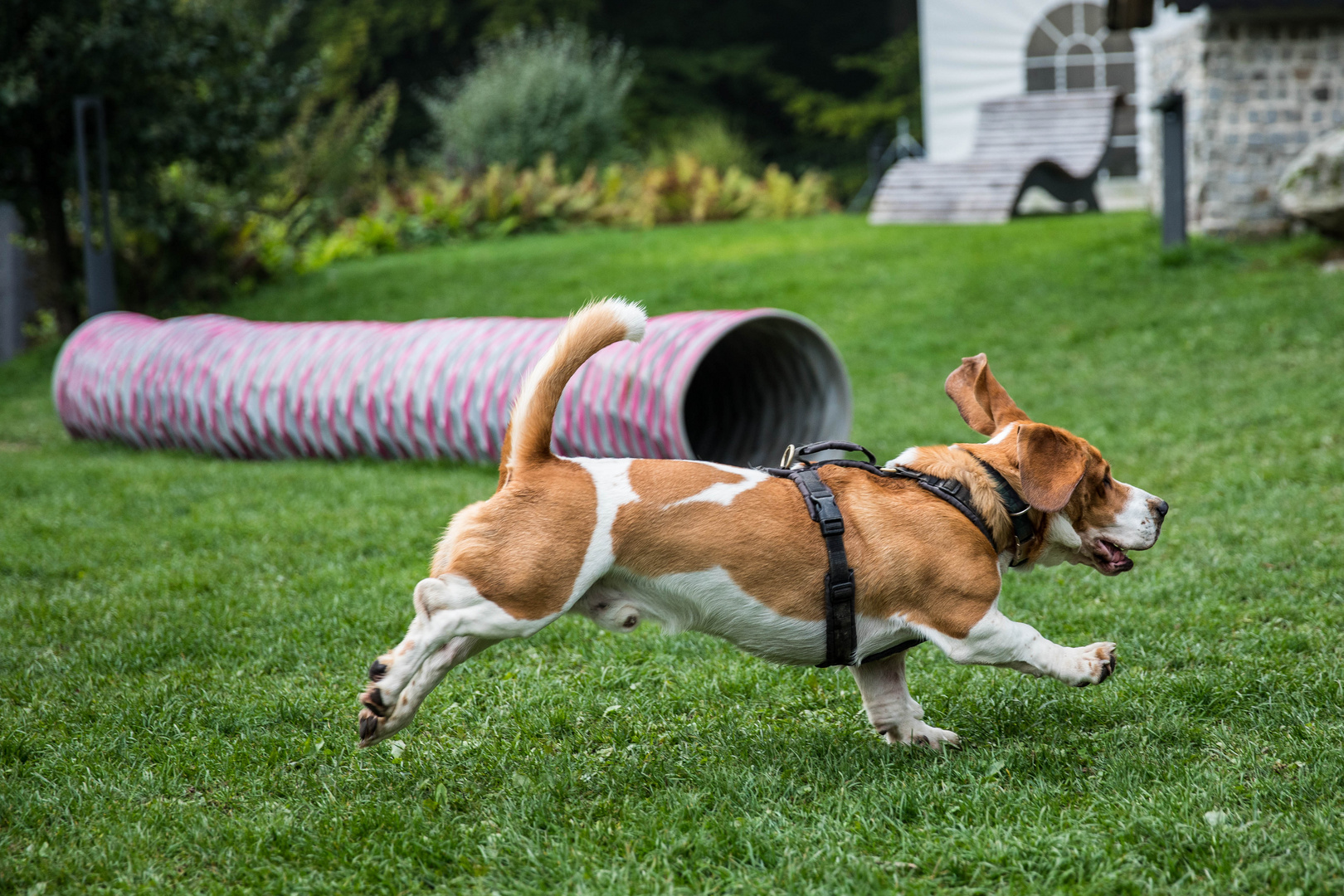 Fliegender Basset 