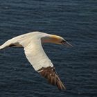 Fliegender Basstölpel über Helgolands Felsenküste