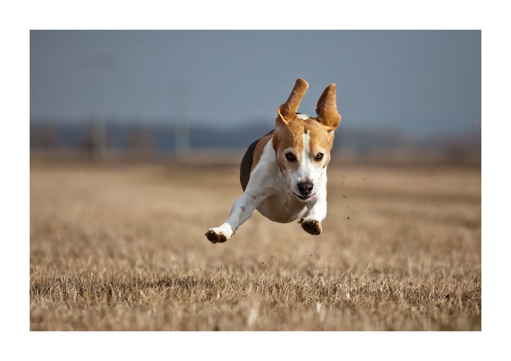 Fliegender Beagle ...