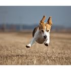 Fliegender Beagle ...
