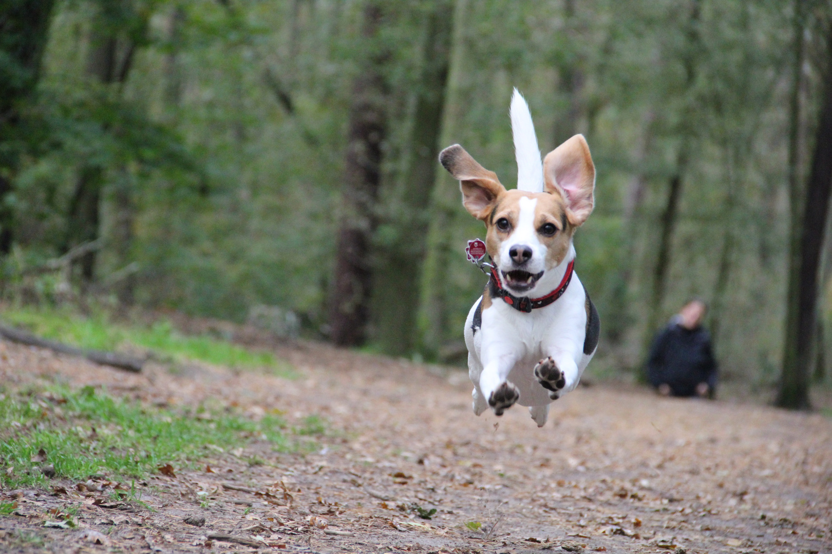 fliegender Beagle