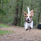 fliegender Beagle