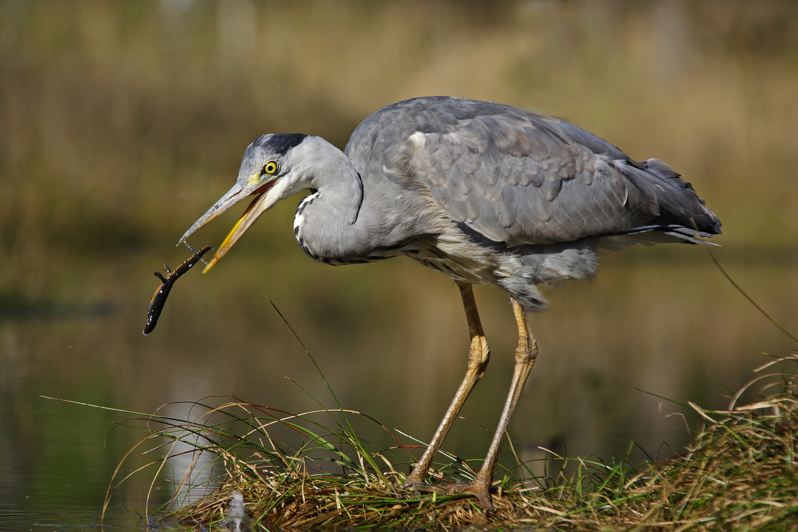 fliegender Bergmolch