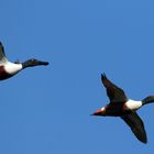 Fliegender "Besteckkasten", 2 Erpel der Löffelenten  (Spatula clypeata)