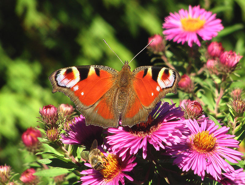 Fliegender Besuch