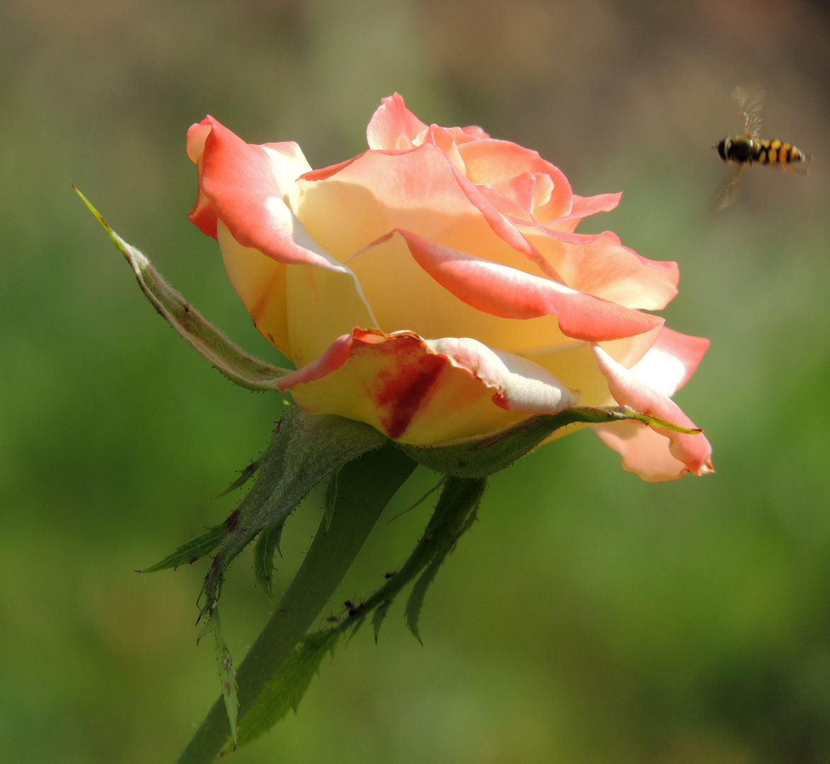 Fliegender Besuch