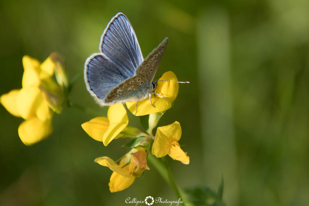 Fliegender blauer Diamant