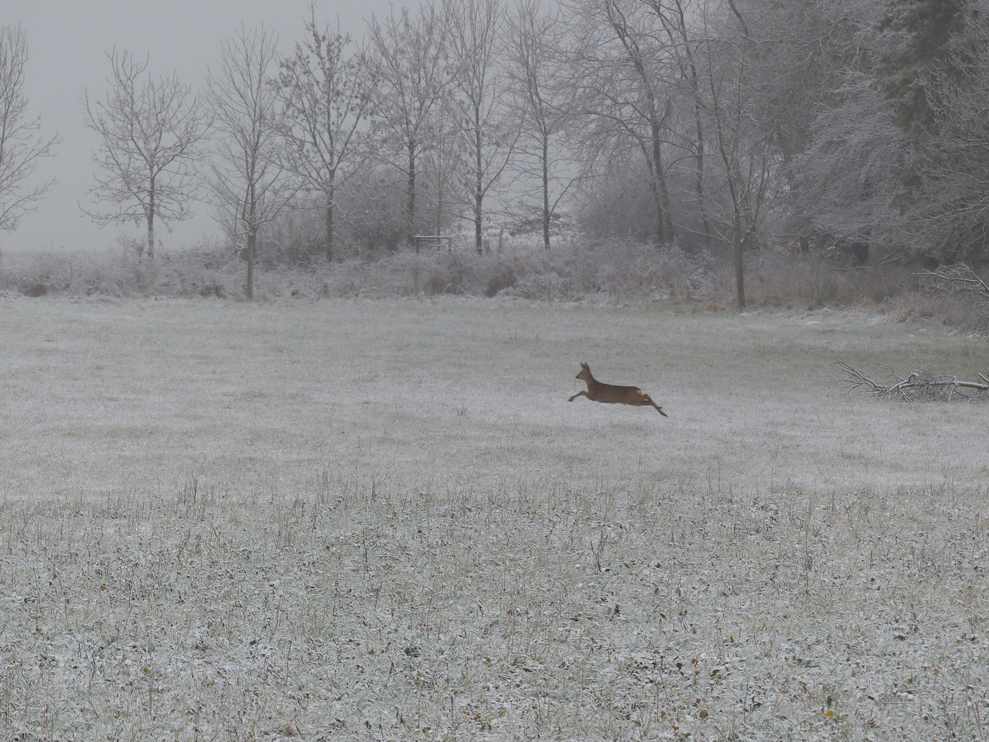 Fliegender Bock