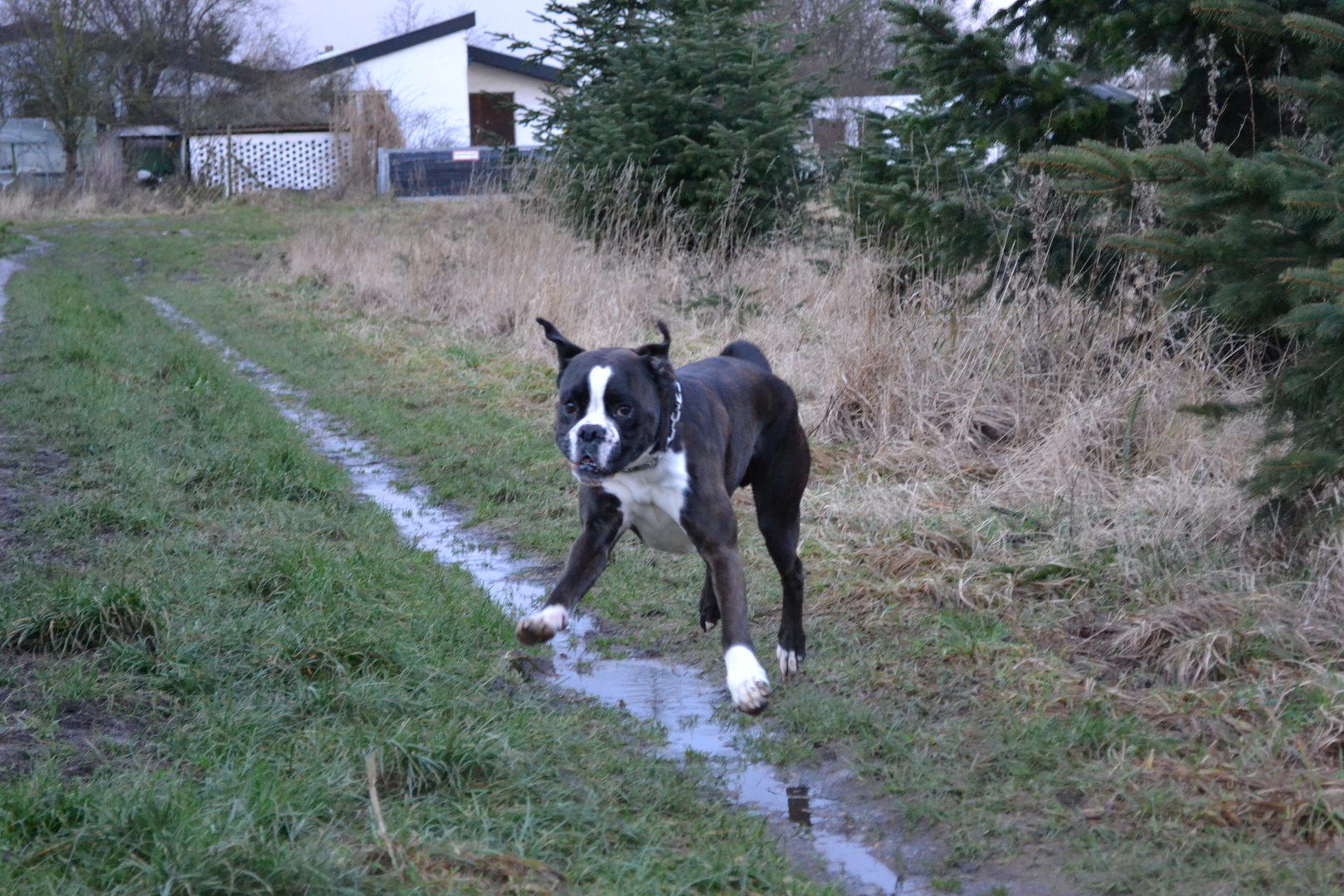 Fliegender Boxer