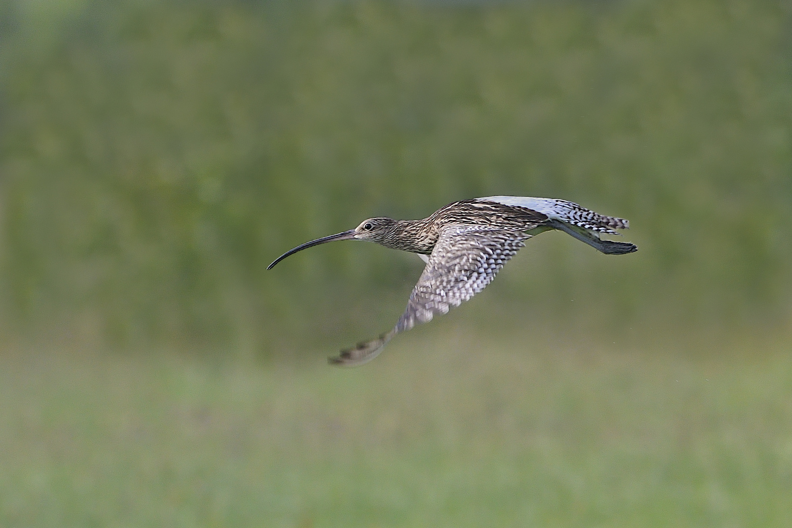 Fliegender Brachvogel  