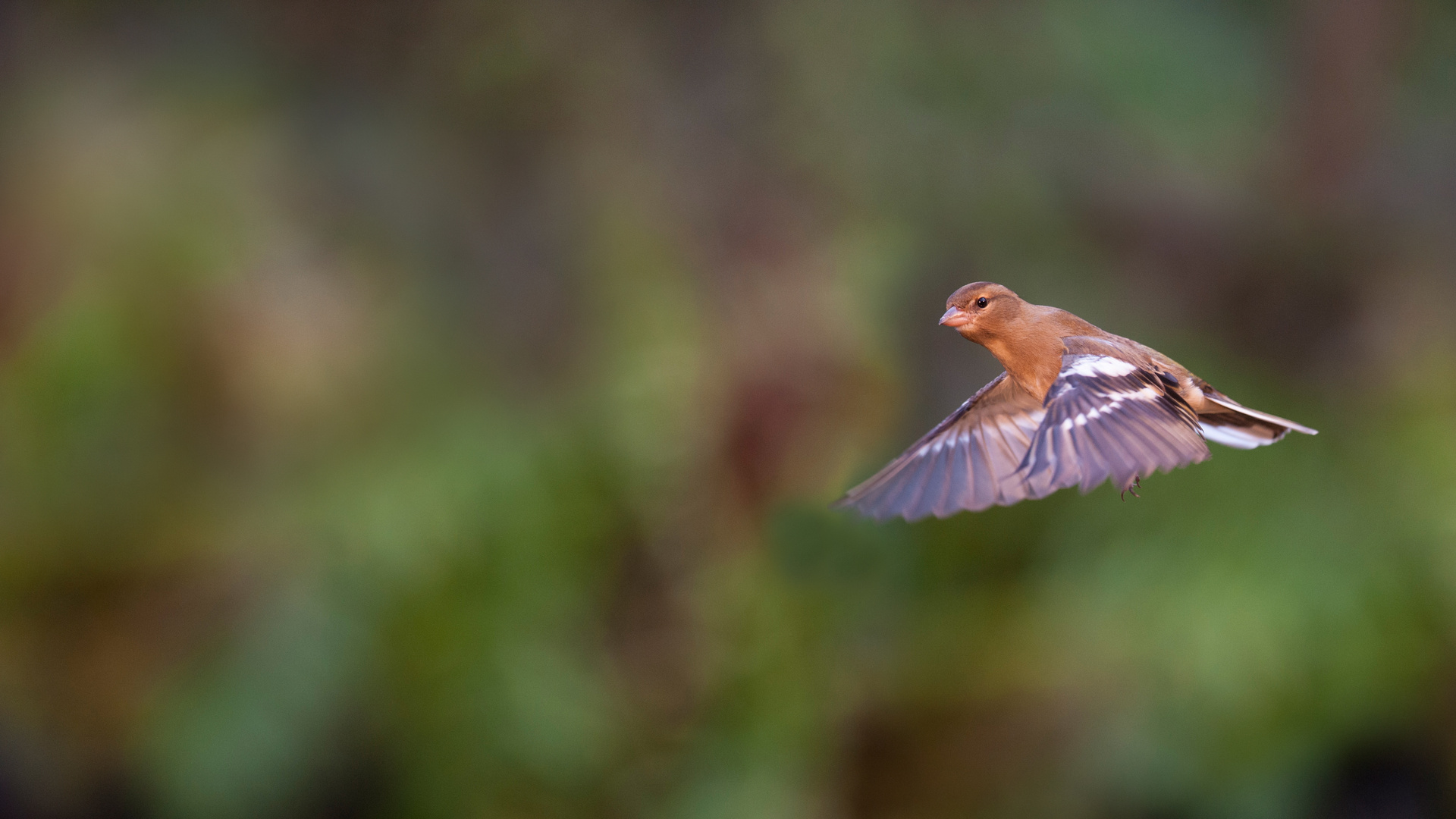 Fliegender Buchfink