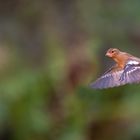 Fliegender Buchfink