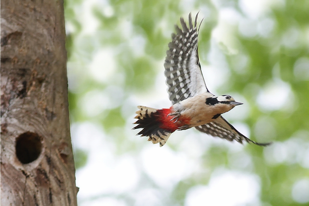 Fliegender Buntspecht&hellip; Foto &amp; Bild tiere, wildlife