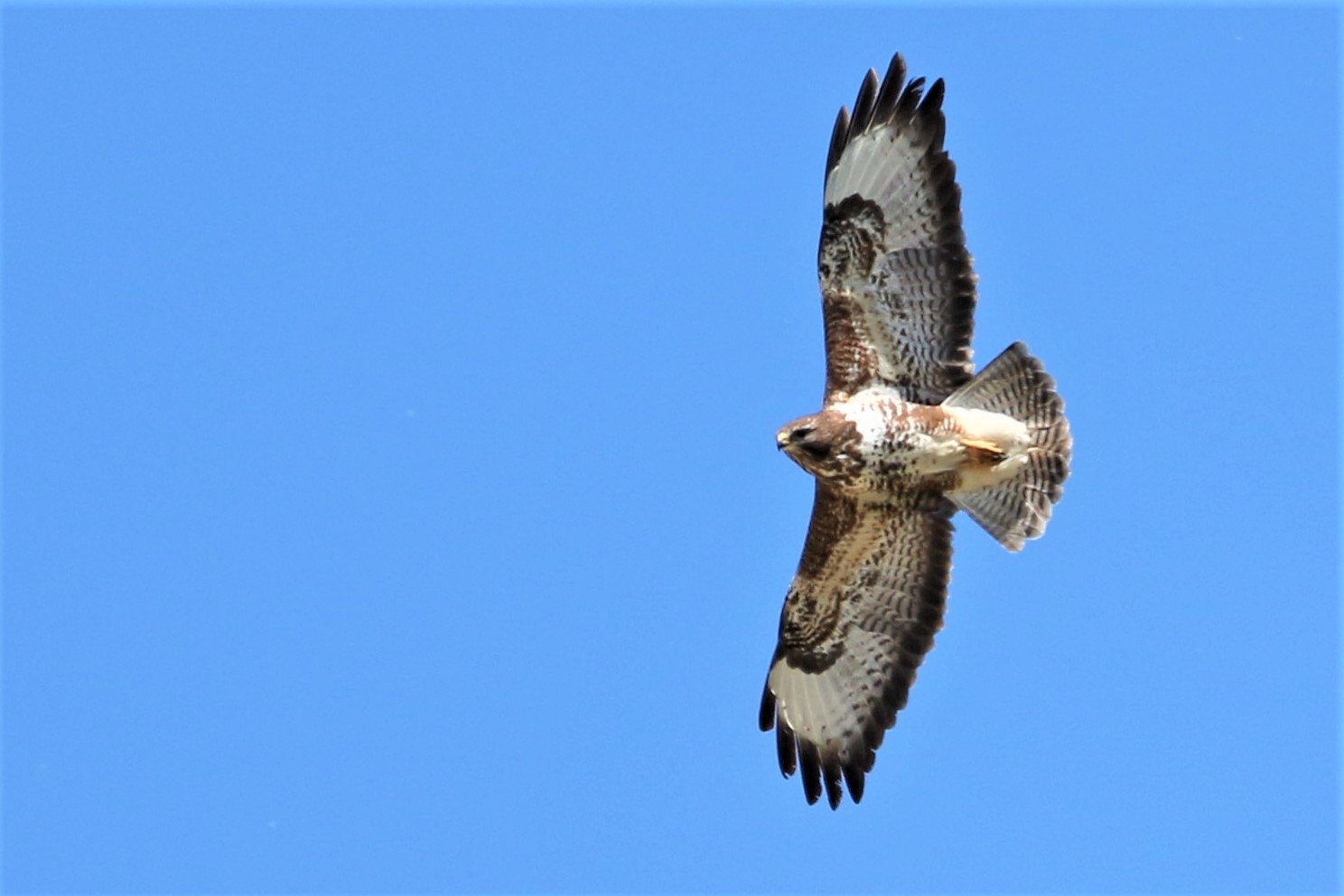 Fliegender Bussard 