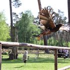 fliegender Bussard